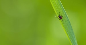 Flåtbid: Hvad du skal vide og hvordan du håndterer det