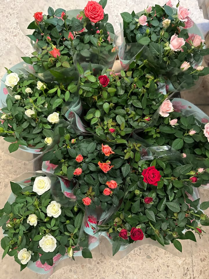 Meny Gl. Skagensvej tilbyder flotte potteroser til afhentning