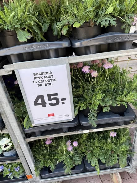 Rema 1000 Ringsted byder på nye blomster og haveartikler