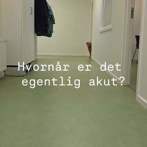 Opslagsbillede