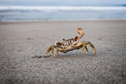 Sådan fanger du krabber langs strandkanten