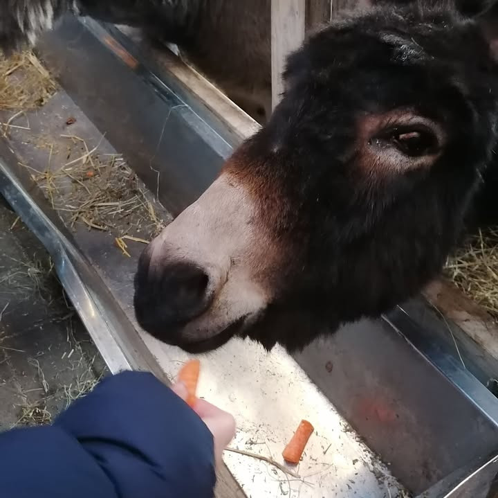 Ro & velvære ønsker god jul med hygge og frisk luft