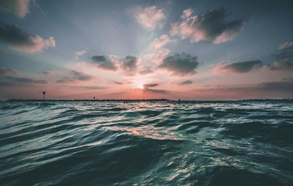 Hop i havet med Danmarks Naturfredningsforening