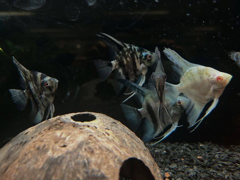 Camillas Dyrecenter fremviser nye skalare og et fyldt sortiment af akvariefisk