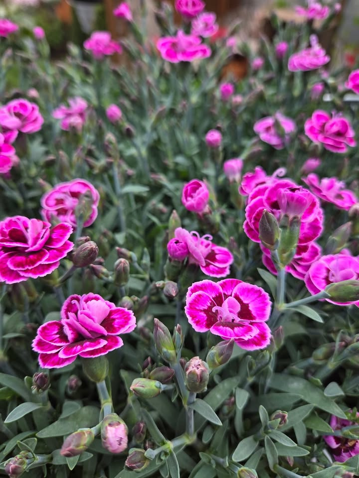 Flore Vida præsenterer nye plantelækkerier efter forfriskende regn
