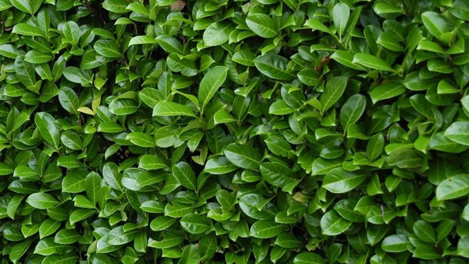 Plant hæk i efteråret – Midtjydsk Gartnerhal guider dig til den rette løsning