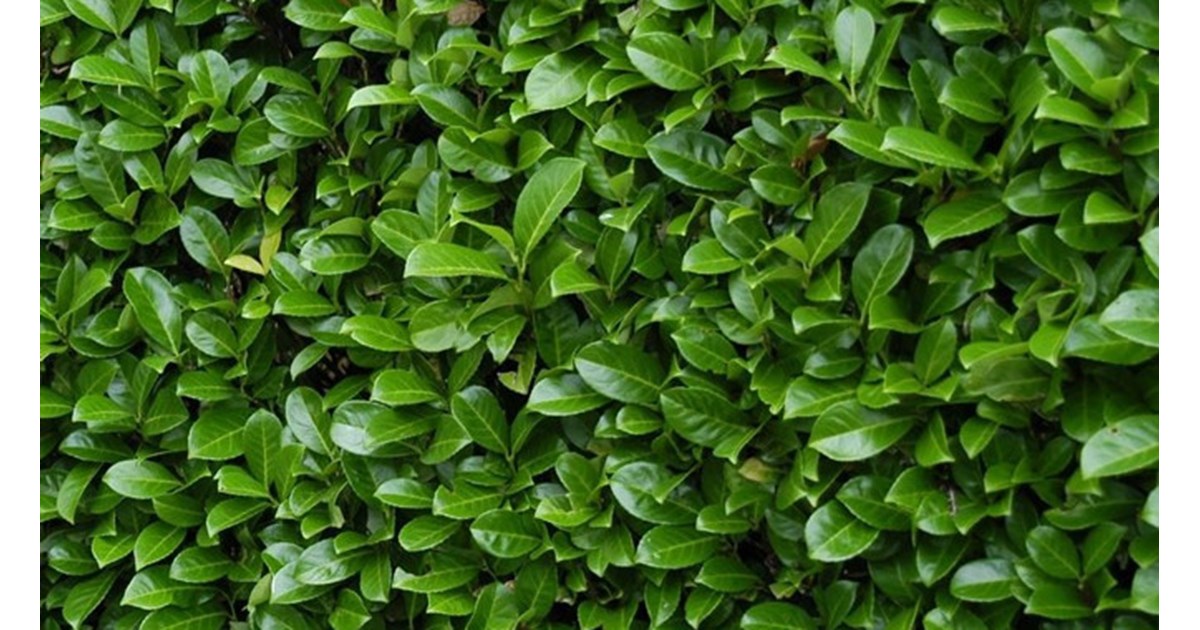 Plant hæk i efteråret – Midtjydsk Gartnerhal guider dig til den rette ...