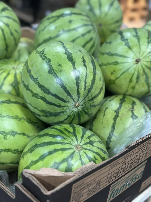 Midtjydsk Gartnerhal bringer sommerstemningen med vandmeloner til 25 kr. stykket