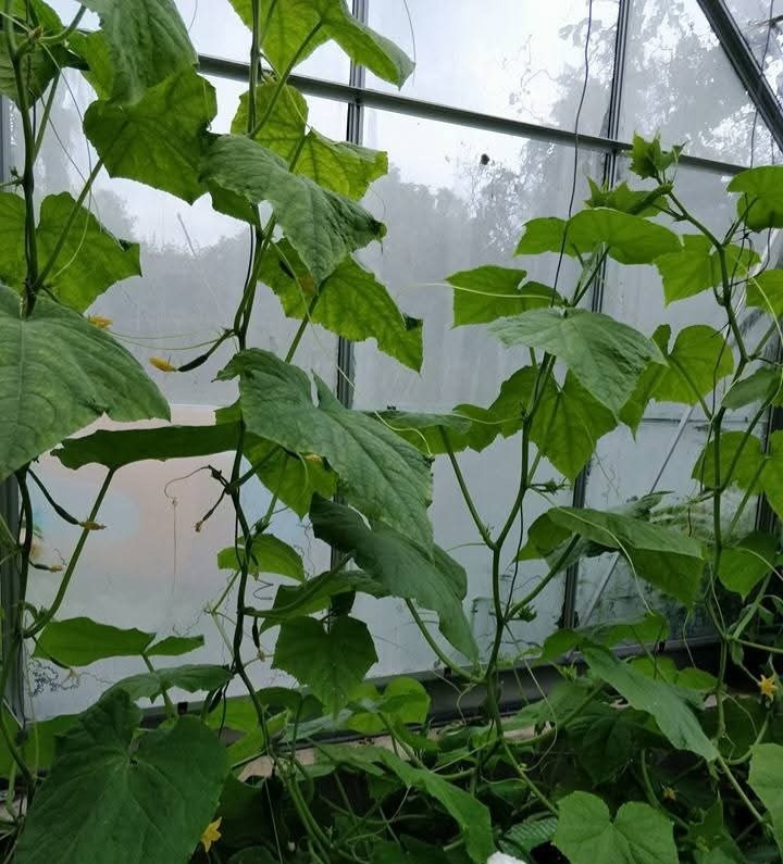 Asmild Plantecenter ApS anbefaler at standse agurkeplanters sideskud efter 3. blad