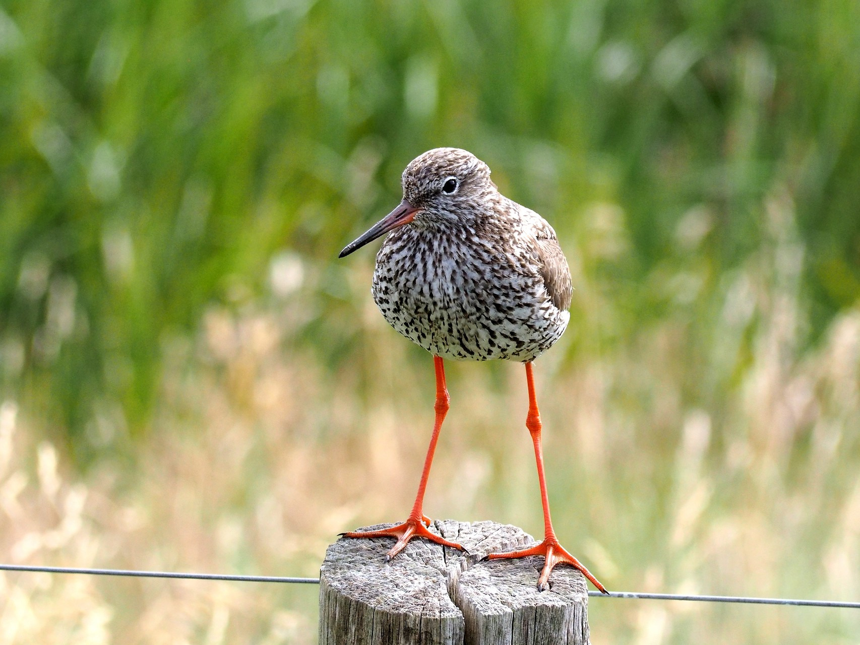 Oplev fuglelivet ved Nivå: Guidet tur med naturvejleder Jørn Dyhrberg Larsen