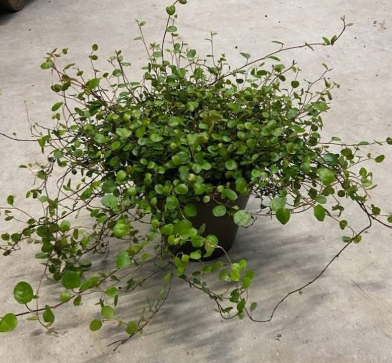 Meny Klarup tilbyder pletter i luften i lerskjuler til afhentning i dag