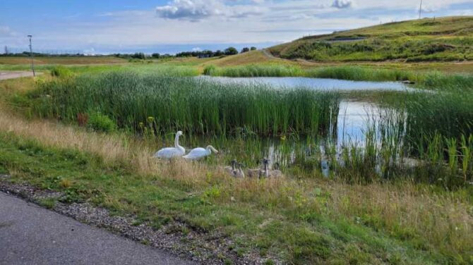 Oplev Holbæks naturskønne omgivelser med Dansk Vandrelaug