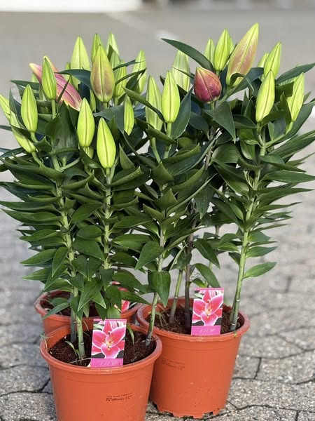 Midtjydsk Gartnerhal tilbyder orientalsk lilje 'After Eight' til sommerpris