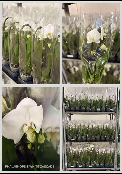 Meny Aabybro tilbyder eksklusiv hvid orkidé til skarp pris – begrænset antal