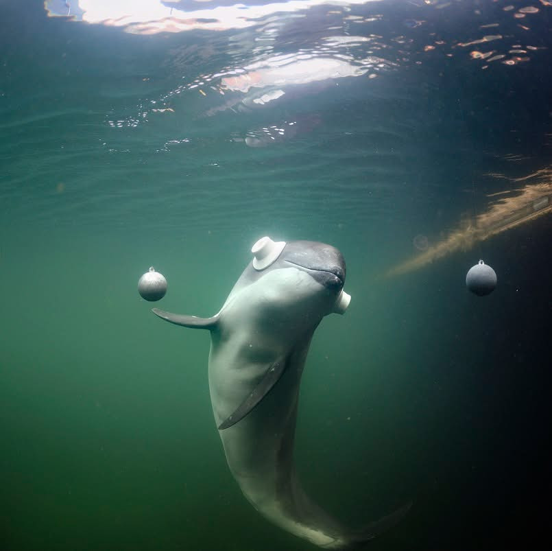 Kerteminde byder velkommen til international forskerkonference om bioakustik