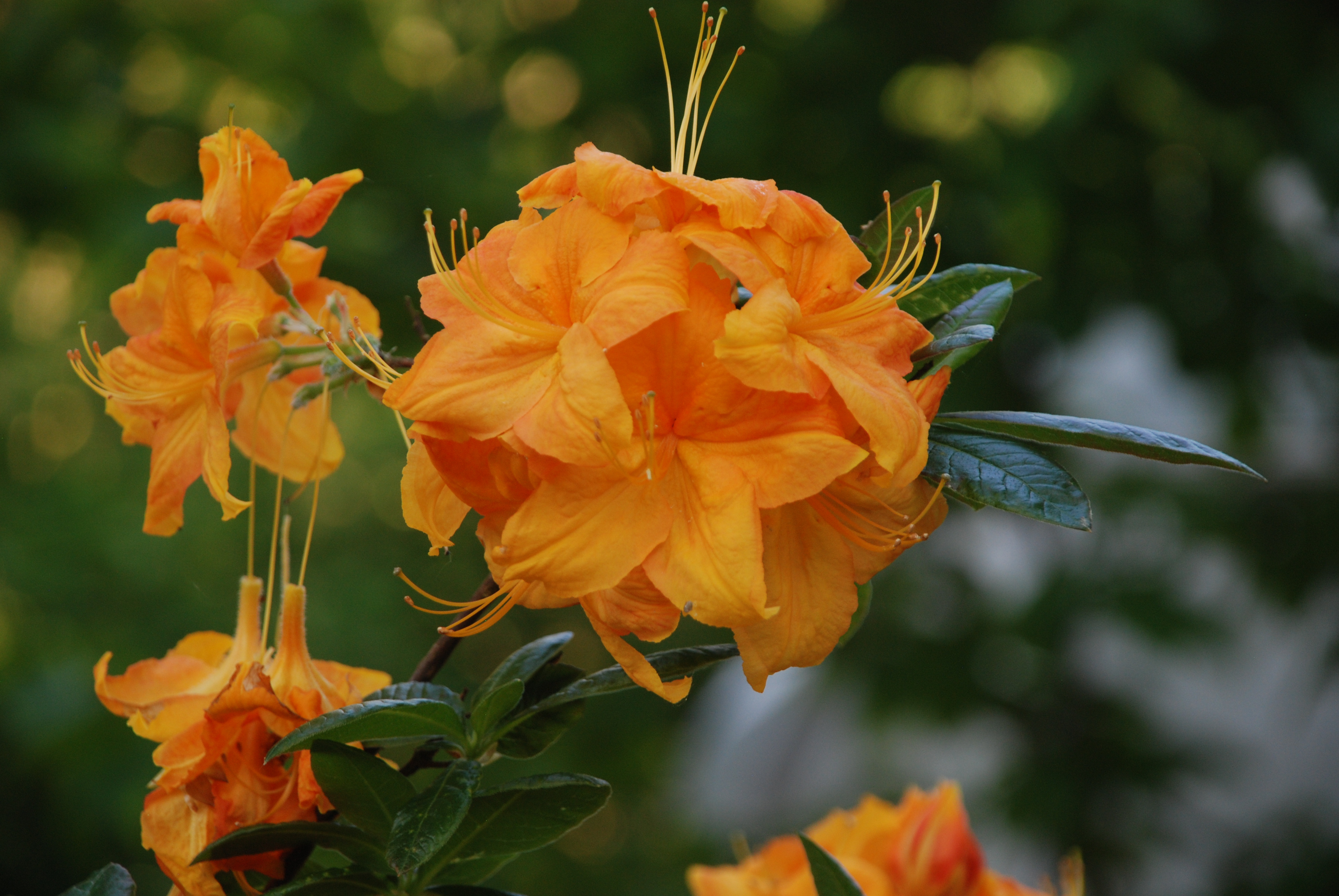 Oplev rhododendron og surbundsplanter i Blomstergården