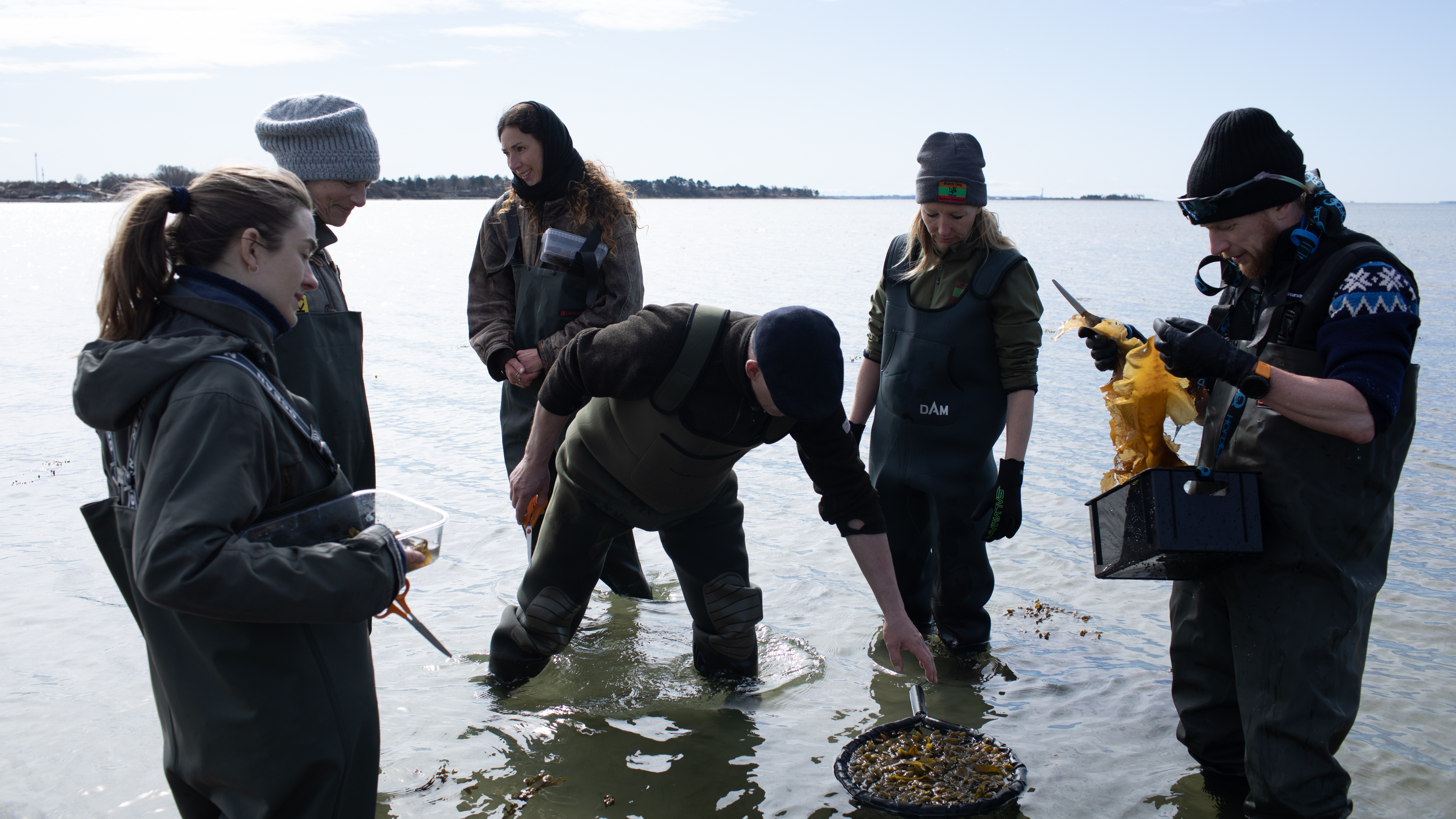 Tanghøst kursus 22 og 29 juni