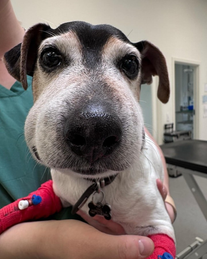 Dyrehospitalet Heden ApS advarer mod hugormebid: Hurtig hjælp kan redde din hunds liv