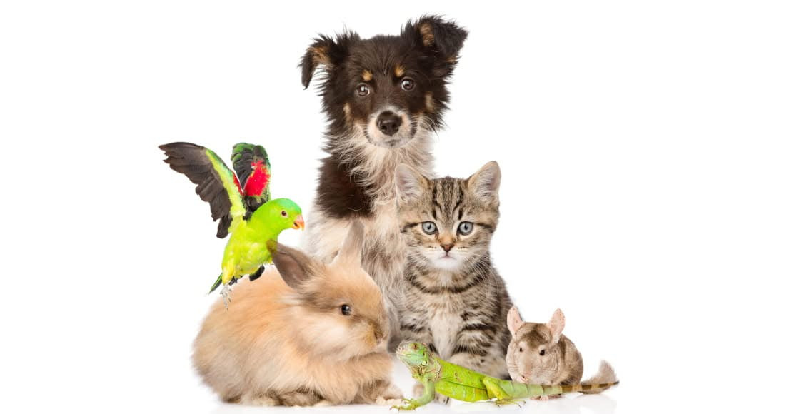 Pas godt på kæledyrene i sommerferien anbefaler Ikast Apotek