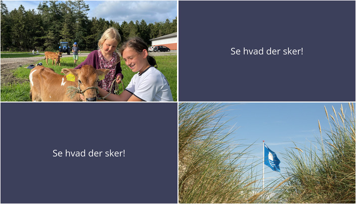 Oplev livet på Djurslandgården og vær med til Blå Flag arrangement ved Bønnerup Strand – Se hvad der sker i Glesborg