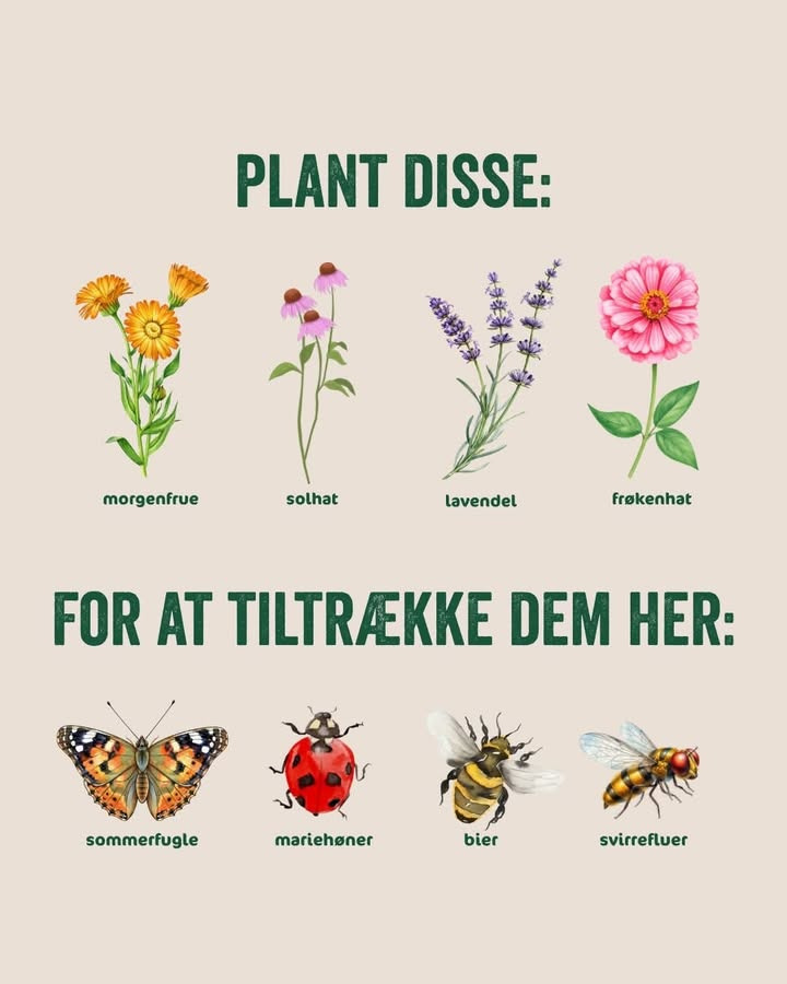 Asmild Plantecenter ApS: Tiltræk nyttige dyr i haven med de rette planter