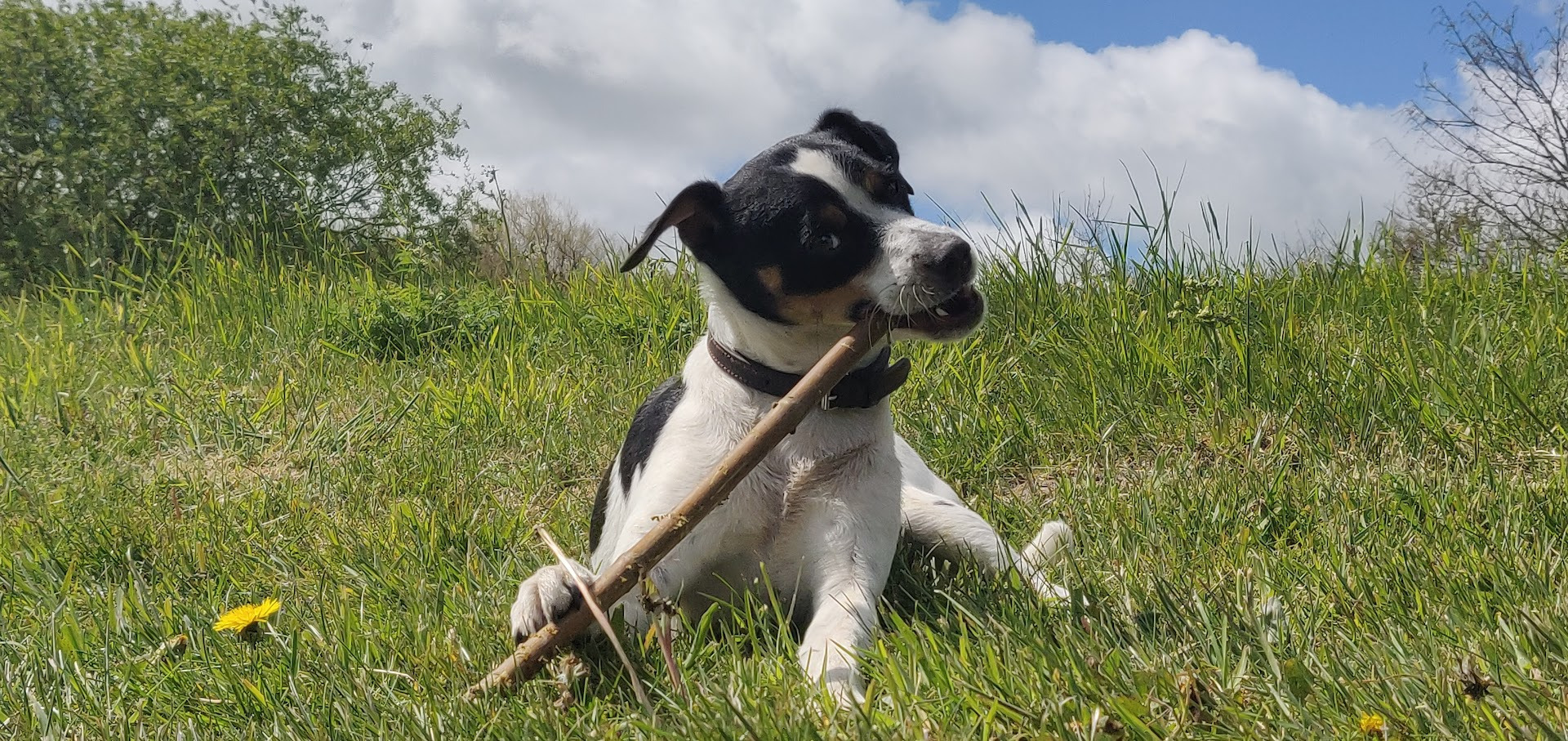 Mød Skive Kommunes rottefænger i Balling