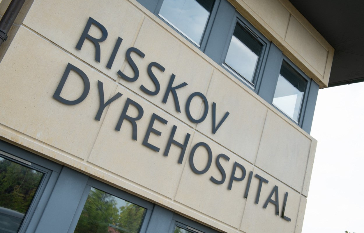 Det første år er gået i Risskov Dyrehospital: “Vi havde aldrig turde drømme om at stå det sted, vi står i dag.”