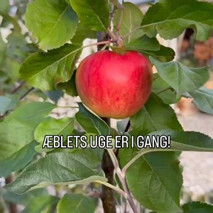 Opslagsbillede