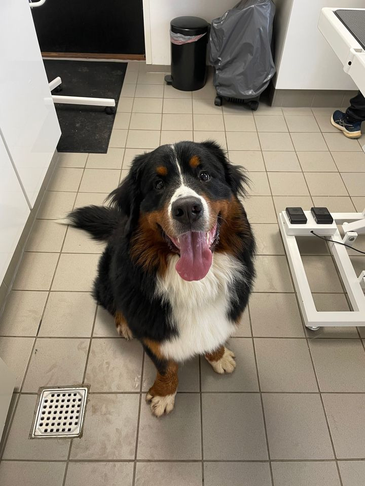 Stor Berner Sennenhund fik vellykket operation hos Vet til dig