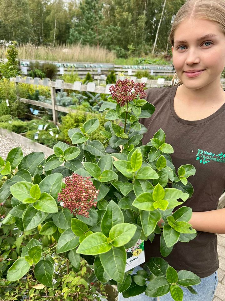 En finger på pulsen i Sæby