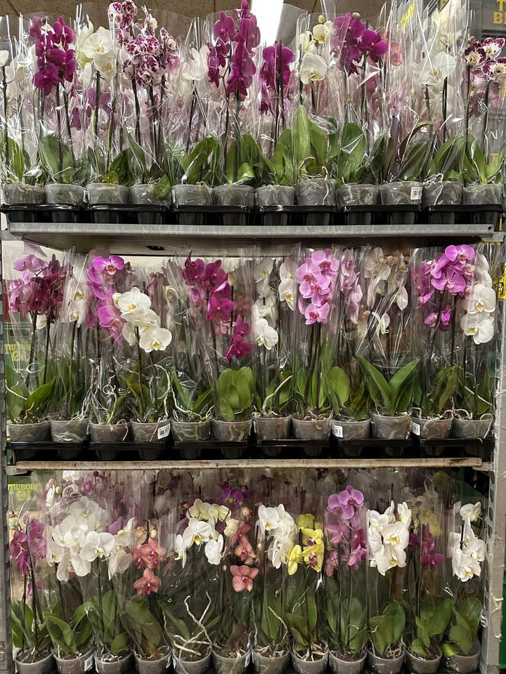 Meny Gl. Skagensvej tilbyder smukke orkideer til specialpris i ja tak marathon