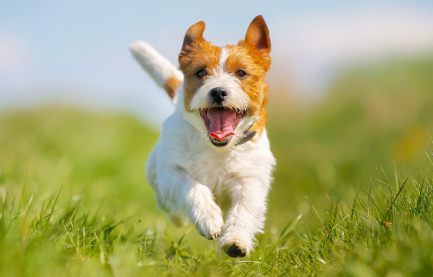 Besøg den nye hundeskov ved Ishøj Bygade 