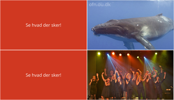 Fra dybhavets vidundere til menneskets eksistens: Haderup byder på en uge med spændende foredrag