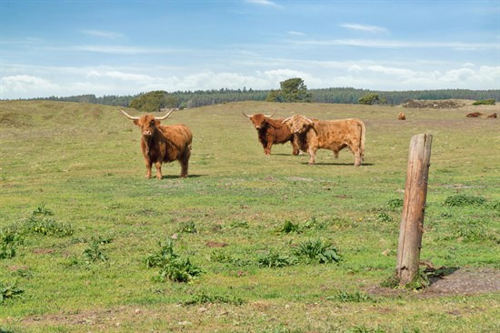 Top 6 over dyreste boliger til salg i Ejstrupholm. Priser op til 14.900.000 kr