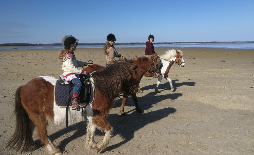 Oplev Læsøs natur fra hesteryg hos Fædrelandet Turridning