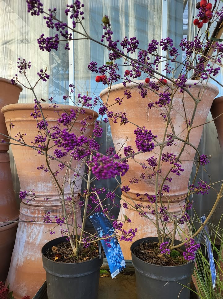 Asmild Plantecenter ApS præsenterer glasbær: Den farverige busk til din have