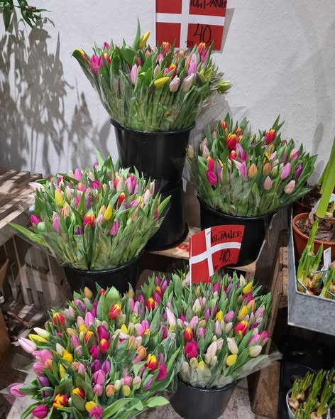 Fødselsdagstilbud hos Fynbogården Blomster ApS: Spar stort på tulipaner, påskeliljer og orkideer i dag