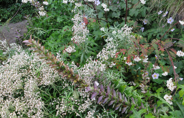 Gør din have mere økologisk