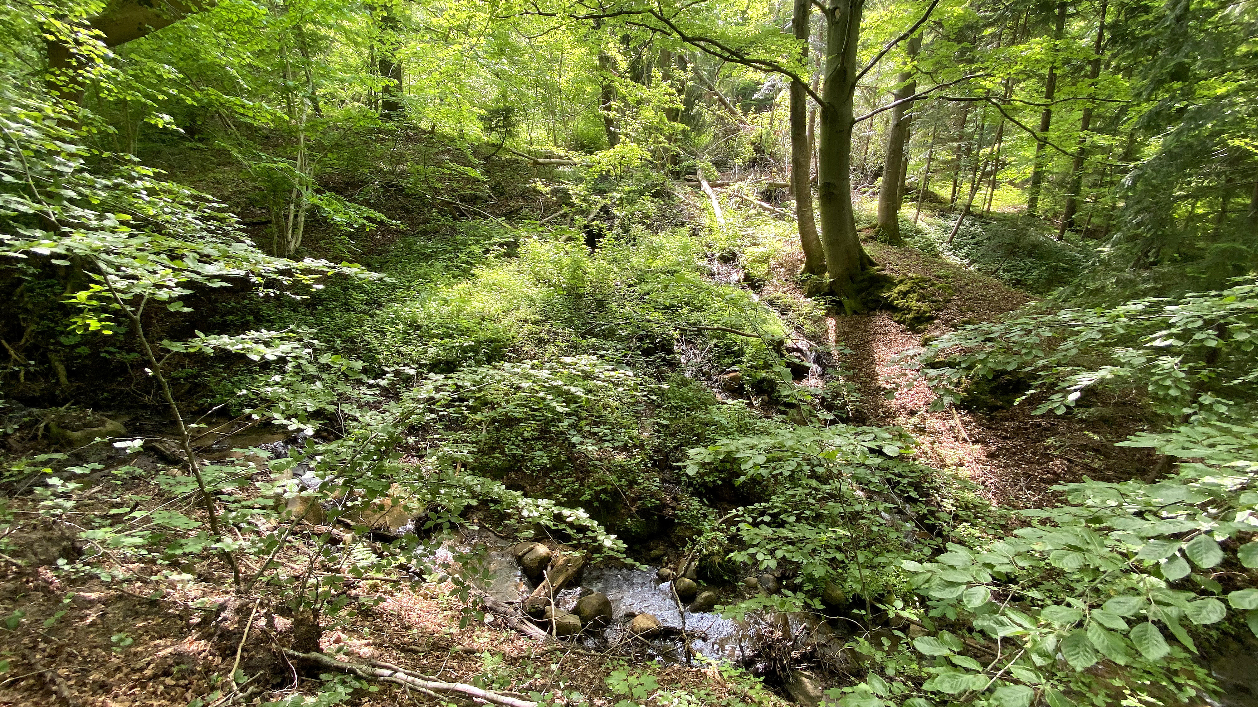 Ny biodiversitets-skov ved Højen Å 
