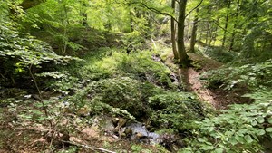 Ny biodiversitets-skov ved Højen Å