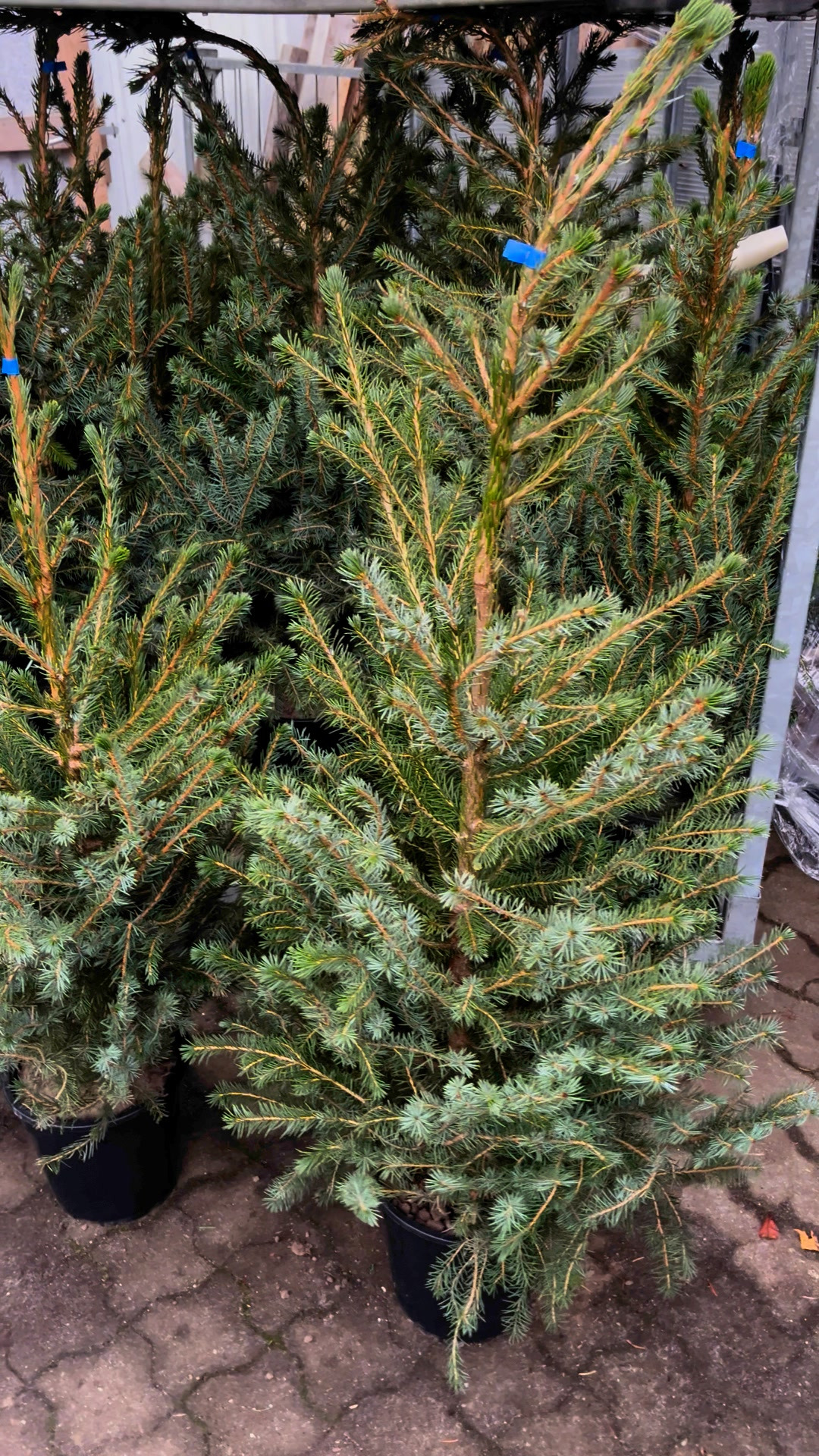 Midtjysk Blomstermarked tilbyder Omorika Gran til halv pris