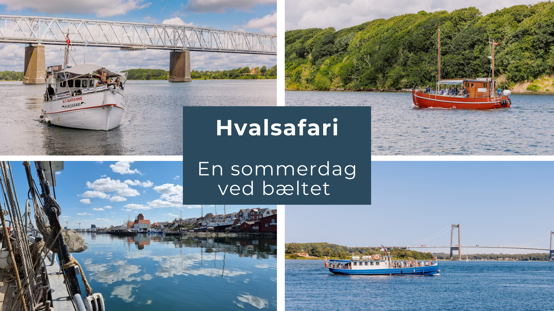 Tag på hvalsafari i Middelfart og oplev Lillebælts marsvin