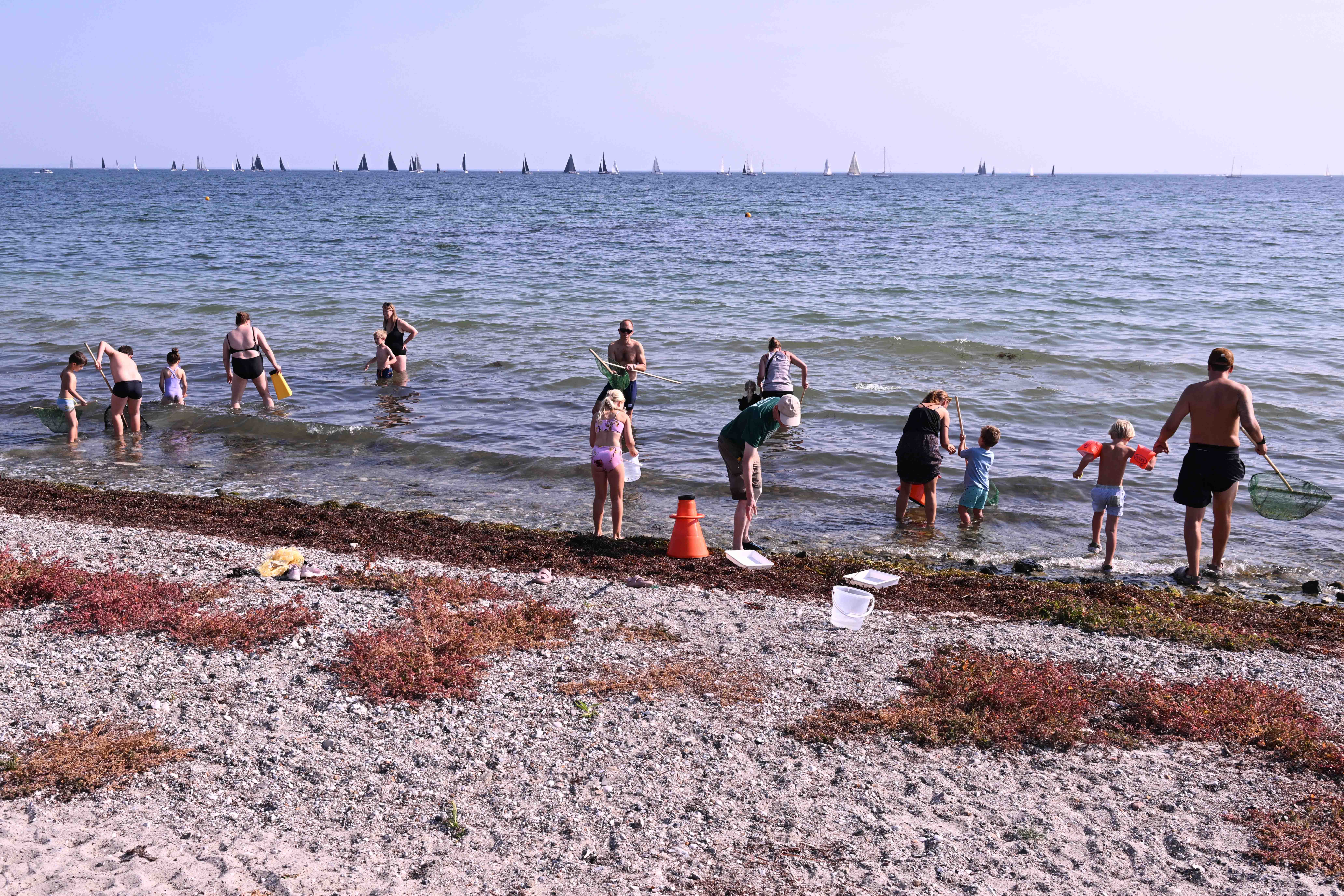 Oplev livet på det lave vand i Charlottenlund Strandpark