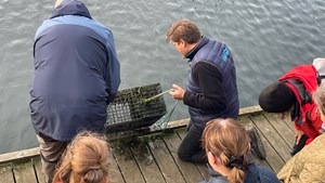 Oplev fiskebørnehaver i Kanalbyen i Fredericia