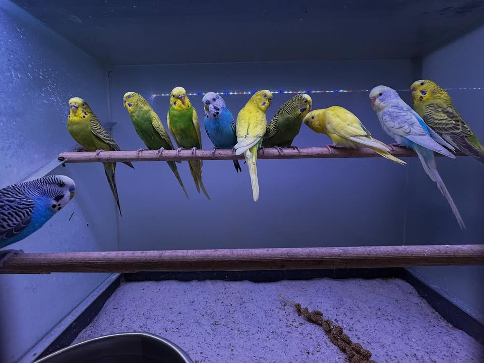 Camillas Dyrecenter forklarer fuglehåndtering: hvad betyder tallene?