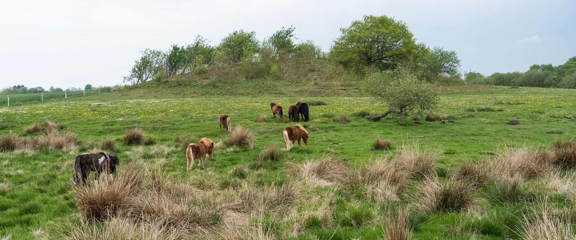 Stort naturområde indviet tæt ved bymidte