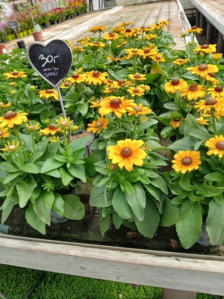 Garteneriet Korshøj byder på sommerfugle- og brumbassekræs alle dage