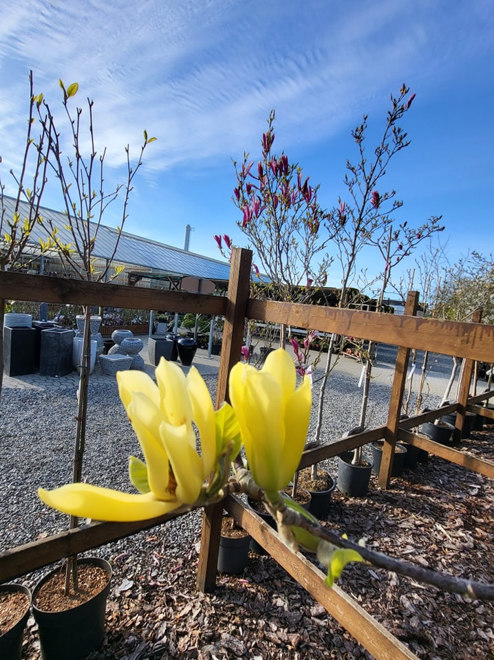 Opdatér dig her: Det nyeste fra Viborg