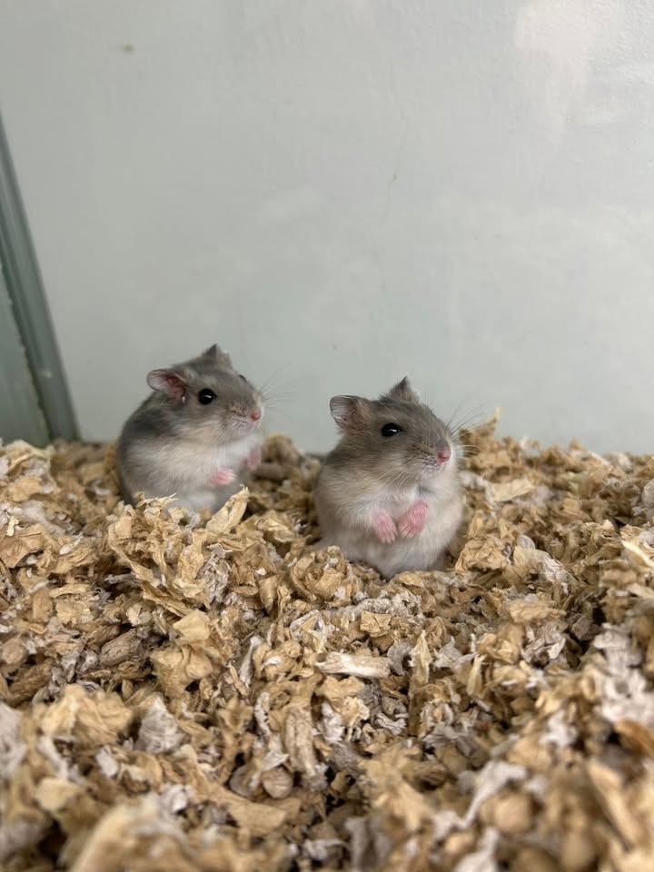 Camillas Dyrecenter præsenterer nye dværghamstere og flotte fisk