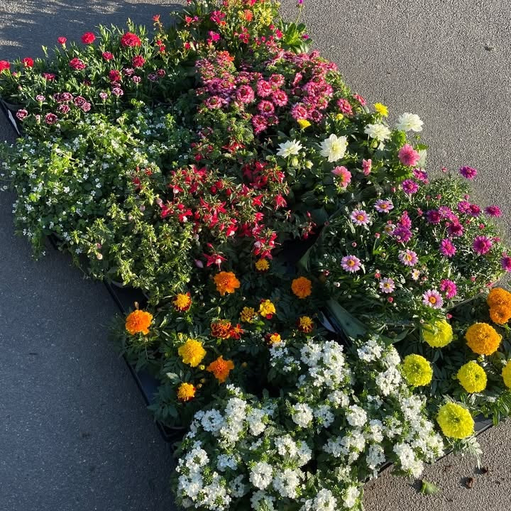 Superbrugsen Dronninglund tilbyder 10 sommerblomster for 150 kr til afhentning i dag